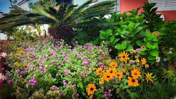 Flower Power Island
