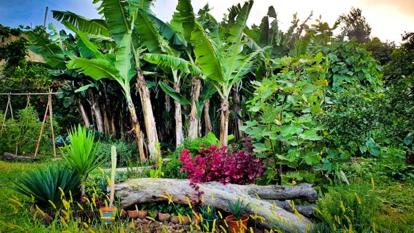 Food Forest Rows