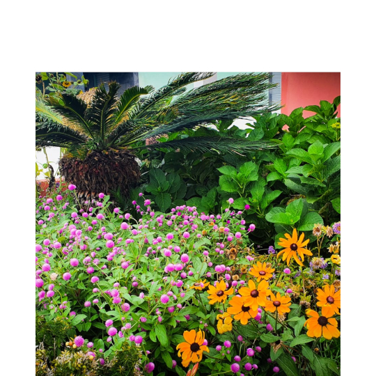 aa